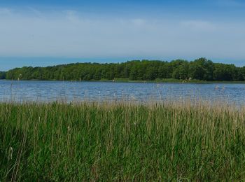 Tocht Te voet Schwielochsee - Wanderweg grüner Balken Groß Leuthen-Goyatz - Photo