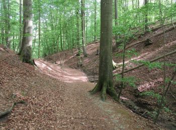 Trail On foot Schleswig - Waldroute - Photo