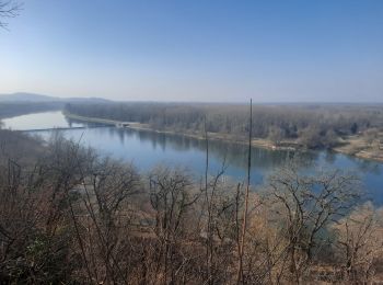 Randonnée A pied Sasbach am Kaiserstuhl - Kaiserstuhl Jechtingen - Photo