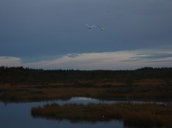 Randonnée A pied Rusko - Vajosuon vaellus - Photo