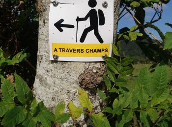 Trail Nordic walking Pulvérières - À travers champs  - Photo