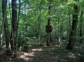 Trail Walking Musièges - Musiège - Photo