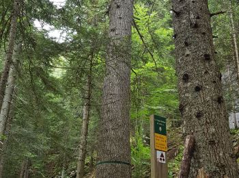 Trail Walking Villard-de-Lans - tour bois barbu. malaterre, le sapin bellier - Photo