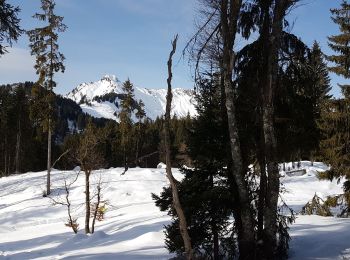 Tour Schneeschuhwandern Taninges - praz 1 - Photo
