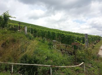 Tocht Te voet Bad Mergentheim - Weikersheimer Weg - Photo