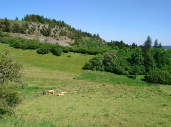 Randonnée Marche Landeyrat - Cantal - Landeyrat - La Roche - 12km 180m 3h35 - 2019 06 28 - Photo