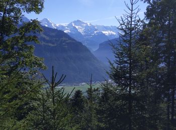 Trail Walking Unterseen - Randonnée au dessus de Harder Kulm - Photo