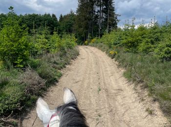 Trail Horseback riding Bastogne - Tripoux 2023 j2 - Photo