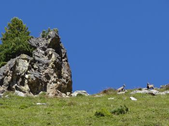 Randonnée A pied Bovernier - Chemins pédestre de montagne, région Entremont - Photo