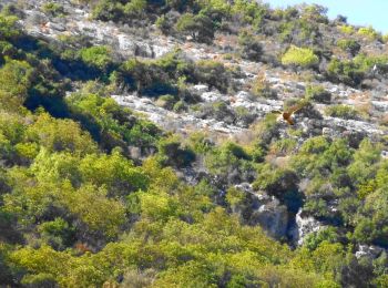 Excursión A pie Beit Shemesh - IL-9333 - Photo