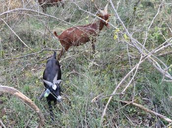 Tour Wandern Espeluche - Espeluche 10 km. - Photo