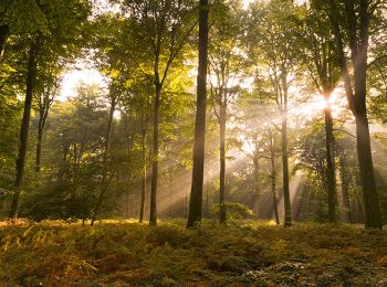 Tocht Stappen Forest-l'Abbaye - À la découverte d'arbres remarquables en Forêt de Crécy - Photo