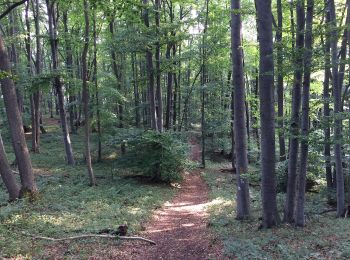 Trail On foot Bad Sooden-Allendorf - Rundwanderweg BSA 2 zum Schloss Rothestein - Photo
