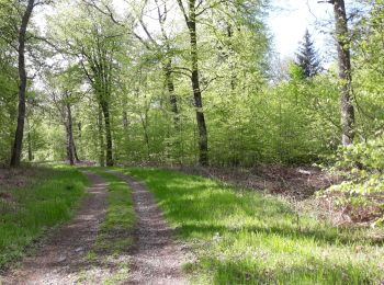 Randonnée V.T.T. Saint-Léger - Forêt de Gaume depuis St-Léger VTT - Photo