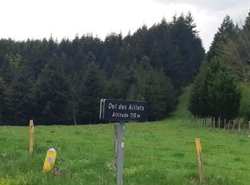 Tocht Stappen Poule-les-Écharmeaux - col des Aillets  Mont pinay 12 KM - Photo