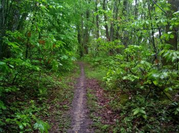 Trail Walking Mouleydier - Forêt de Liorac 21km - Photo