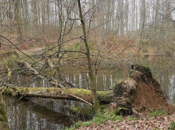 Excursión Senderismo Hoeilaart - Groenendaal au bord des étangs  - Photo