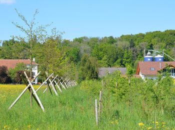 Excursión A pie Mellingen - PostAuto Walking Trail R - Photo