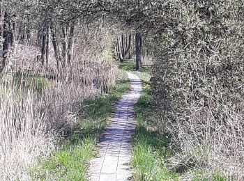 Tocht Te voet Steinbergkirche - Habernisser Moor: Rundweg 5 - Photo