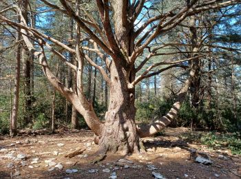 Tocht Stappen Lacoste - LACOSTE  , Vaucluse,  la forêt des cèdres o - Photo