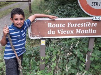 Randonnée Marche Bagnoles-de-l'Orne-Normandie - Route forestière du vieux moulin  - Photo