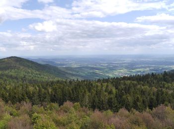 Excursión A pie Achslach - Ferienregion Hirschenstein Rundwanderweg Nr. 4 - Photo