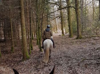 Trail Horseback riding Viroinval - Oignies grand tour - Photo