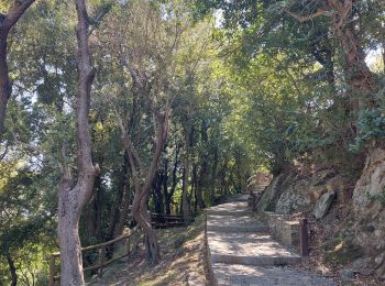 Randonnée Trail Ville-di-Pietrabugno - Cima di Gratera  - Photo