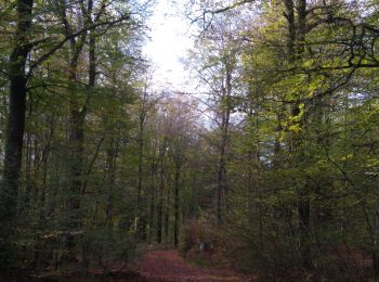 Trail Walking Raon-aux-Bois - Raon Nov 2022 - Photo