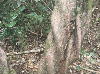 Tocht Stappen Garrigues - Le bois de Paris - Photo