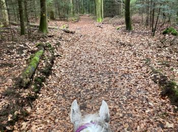 Trail Horseback riding Neuviller-lès-Badonviller - Acpl 1ere rando pexonne 2023 - Photo
