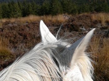 Trail Horseback riding Moussey - fady col de praye  - Photo