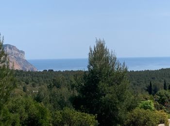 Tour Wandern Cassis - Plan olive - Photo