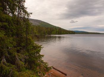 Excursión A pie Muonio - Pyhäjoen luontopolku - Photo