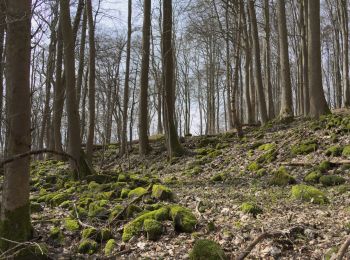 Randonnée A pied Eiterfeld - Rundweg 4, Stallberg - Photo