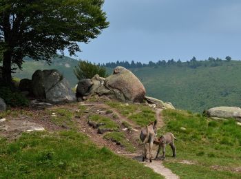 Trail On foot Gravellona Toce - IT-VN1 - Photo