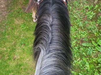 Trail Horseback riding Compreignac - saint pardoux - Photo