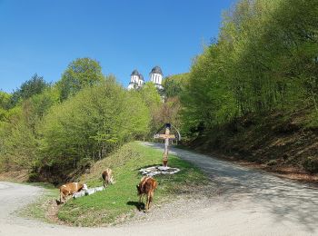 Percorso A piedi Sconosciuto - Culmea Pietriceaua (traseul CR) - Turnu Roșu - Photo