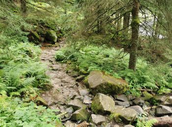Trail Walking Soultzeren - lac vert, lac du forlet - Photo