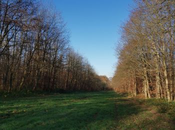 Randonnée Marche Muchedent - forêt Eawy les essarts - Photo