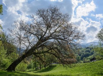 Randonnée A pied Irdning-Donnersbachtal - Moseralm - Photo