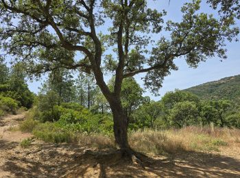 Percorso Mountainbike Hyères - vélo  - Photo