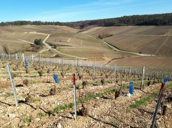 Tour Wandern Celles-sur-Ource - Les hauts de Celles sur Ource et Neuville sur Seine - Photo