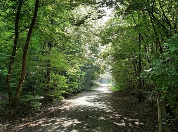Trail Walking Sint-Genesius-Rode - Soignes Brassine belle balade de 6 km - Photo