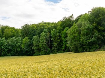 Tocht Te voet Altenbeken - Quellenweg - Photo