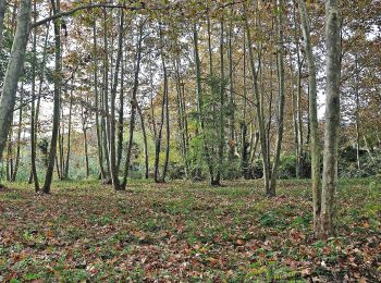 Trail On foot Sant Cebrià de Vallalta - SL-C 102 Sant Cebrià de Vallalta - Photo