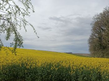 Tocht Stappen Maligny - Boucle autour de Maligny 89 - Photo