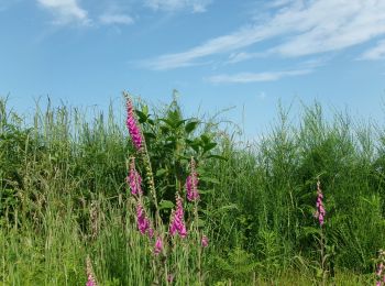 Tour Wandern Pont-de-l'Arche - 20240604-foret de bord cool - Photo