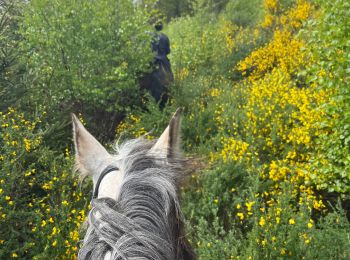 Trail Horseback riding Bastogne - Tripoux mai 2023 2 - Photo