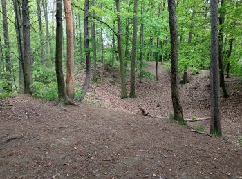 Trail On foot Alfter - Ville A40 Olsdorf - Photo